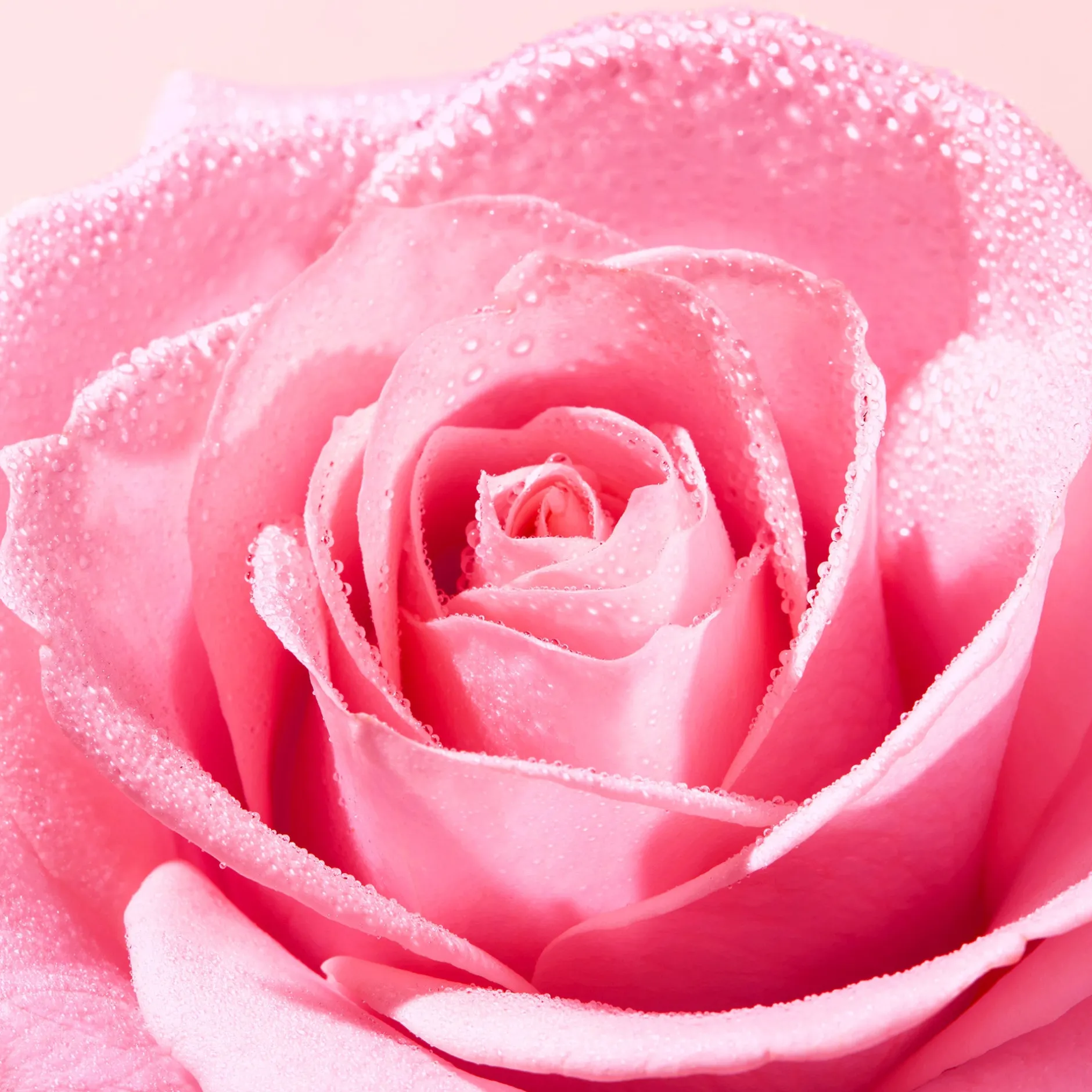 duo_luftreinigungsschaum_very_rose_3.webp NUXE Gesichtsreinigung*Duo Luftreinigungsschaum, Very Rose