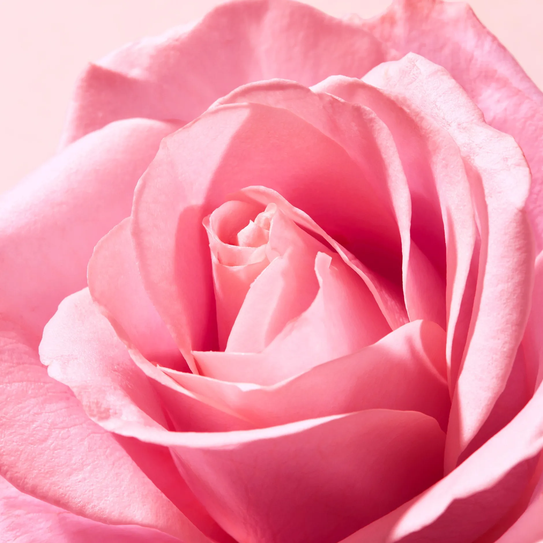 feuchtigkeitsspendender_lippenbalsam_mit_rose_4.webp NUXE Zum Kleinen Preis | Lippenpflege*Feuchtigkeitsspendender Lippenbalsam mit Rose