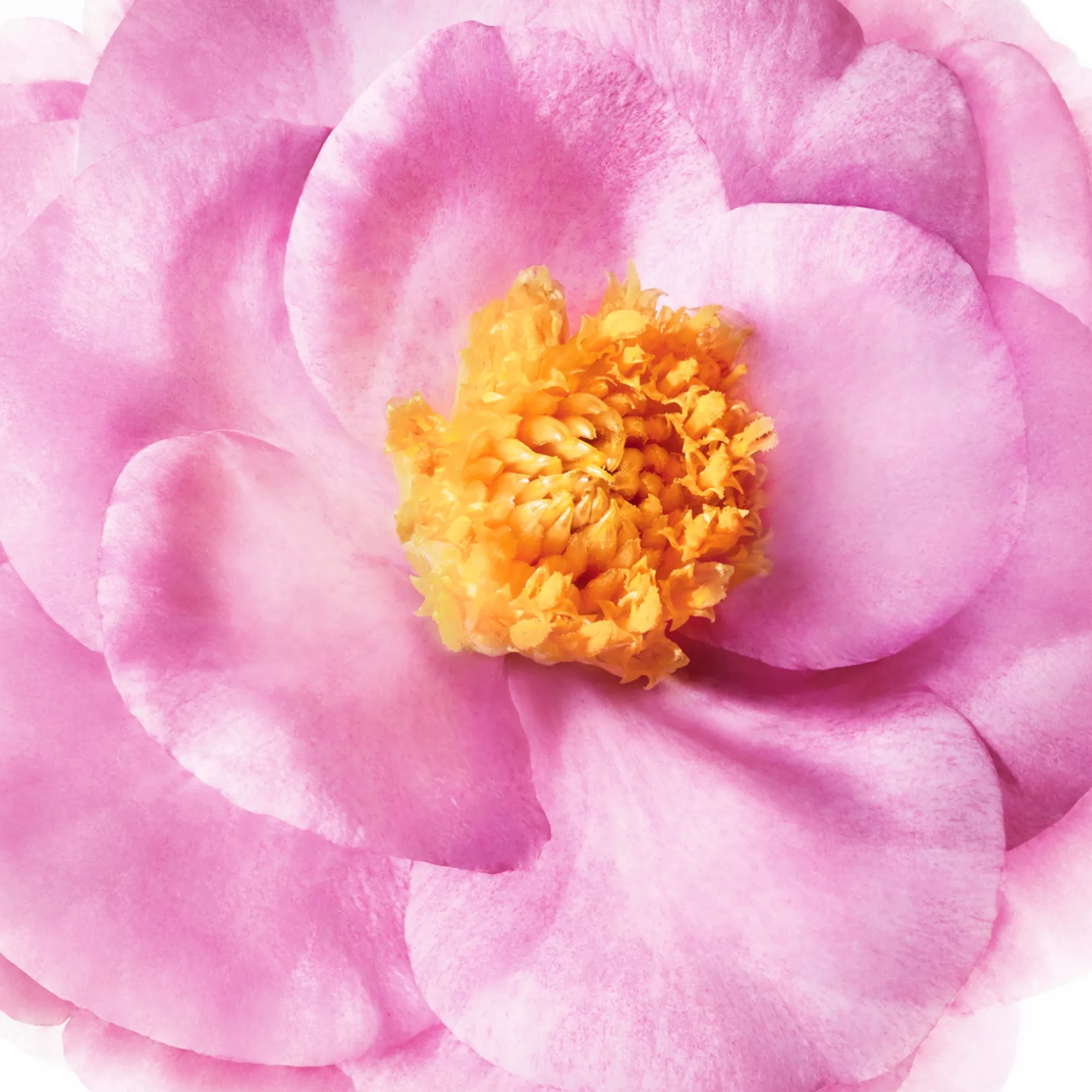 nhrende_preshampoomaske_5.webp NUXE Haaröl | Maske*Nährende Pre-Shampoo-Maske