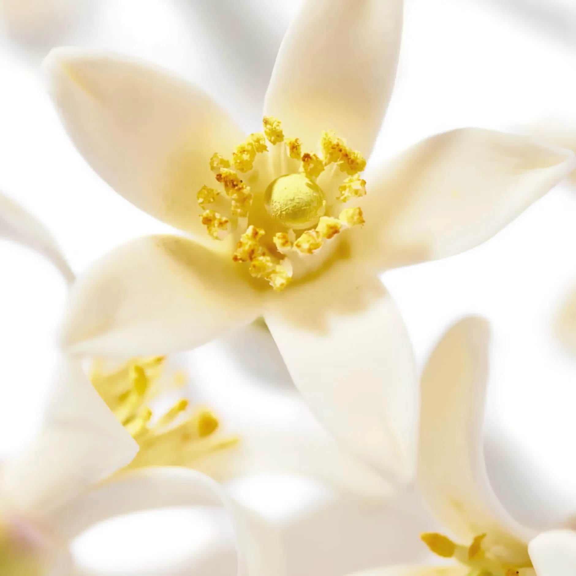 prodigieuxnroli_le_parfum_ml_4.webp NUXE Parfum*Prodigieux®Néroli Le Parfum 50ml