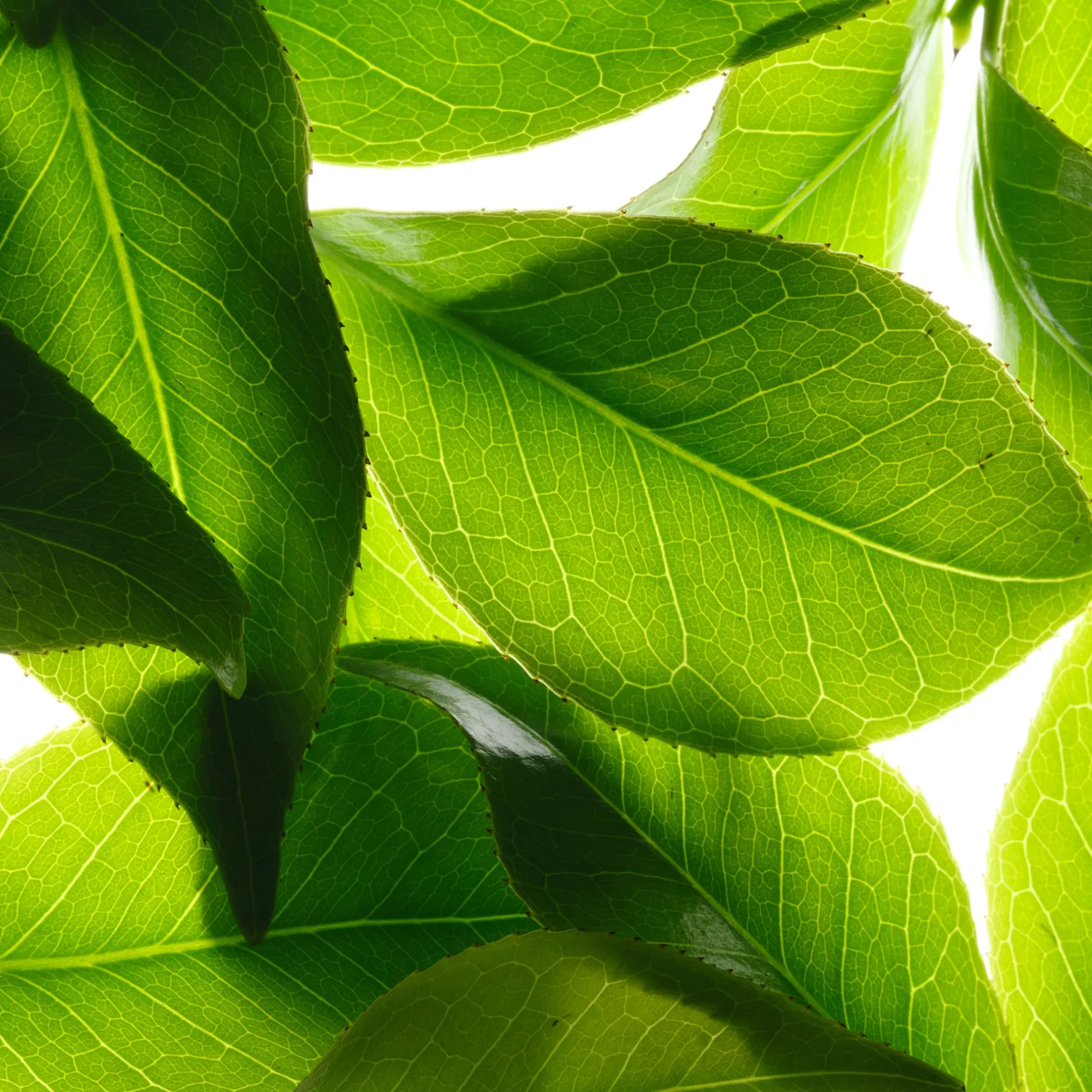 vitalisierendes_duftspray_4-1.webp NUXE Parfum*Vitalisierendes Duftspray